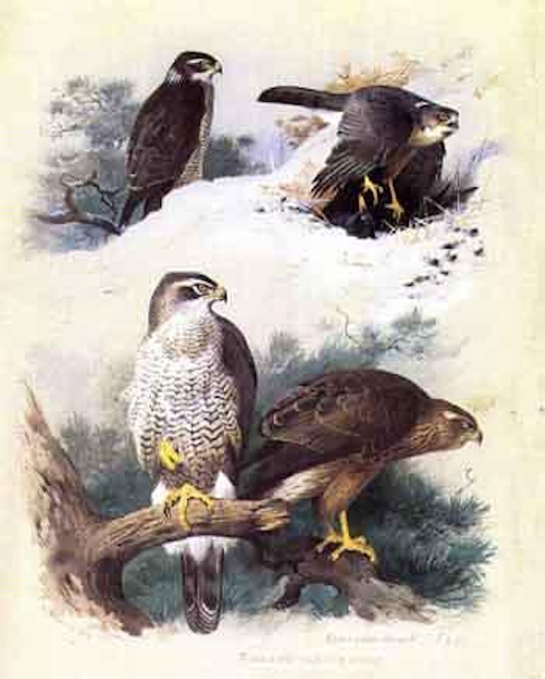 Goshawk and sparrowhawk by Archibald Thorburn