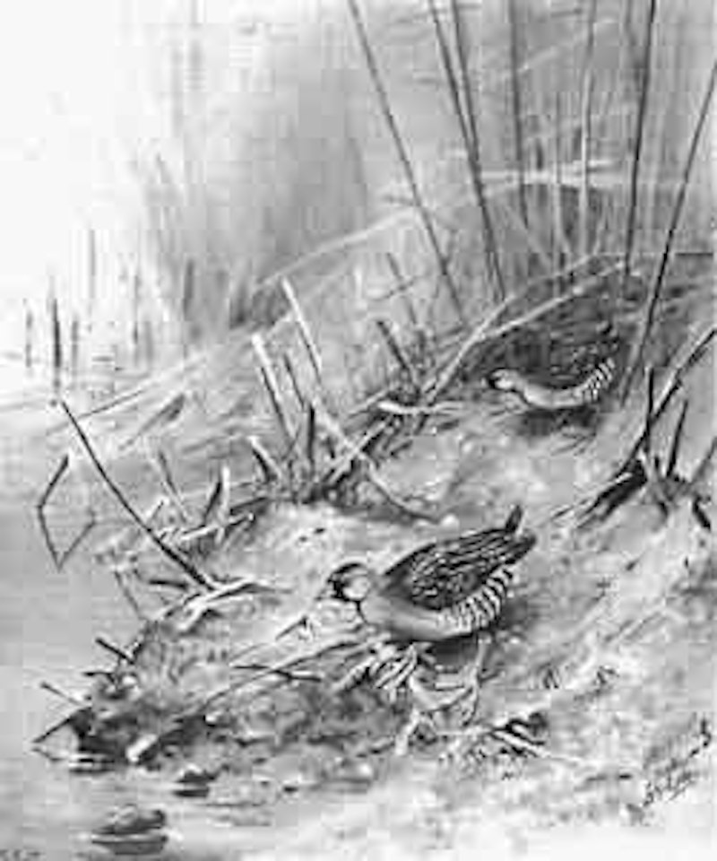 Sora rail by George Edward Lodge