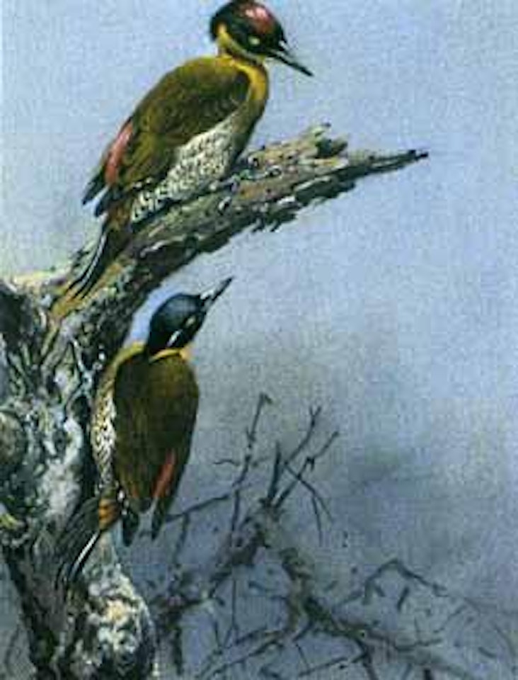 Green woodpecker by George Edward Lodge
