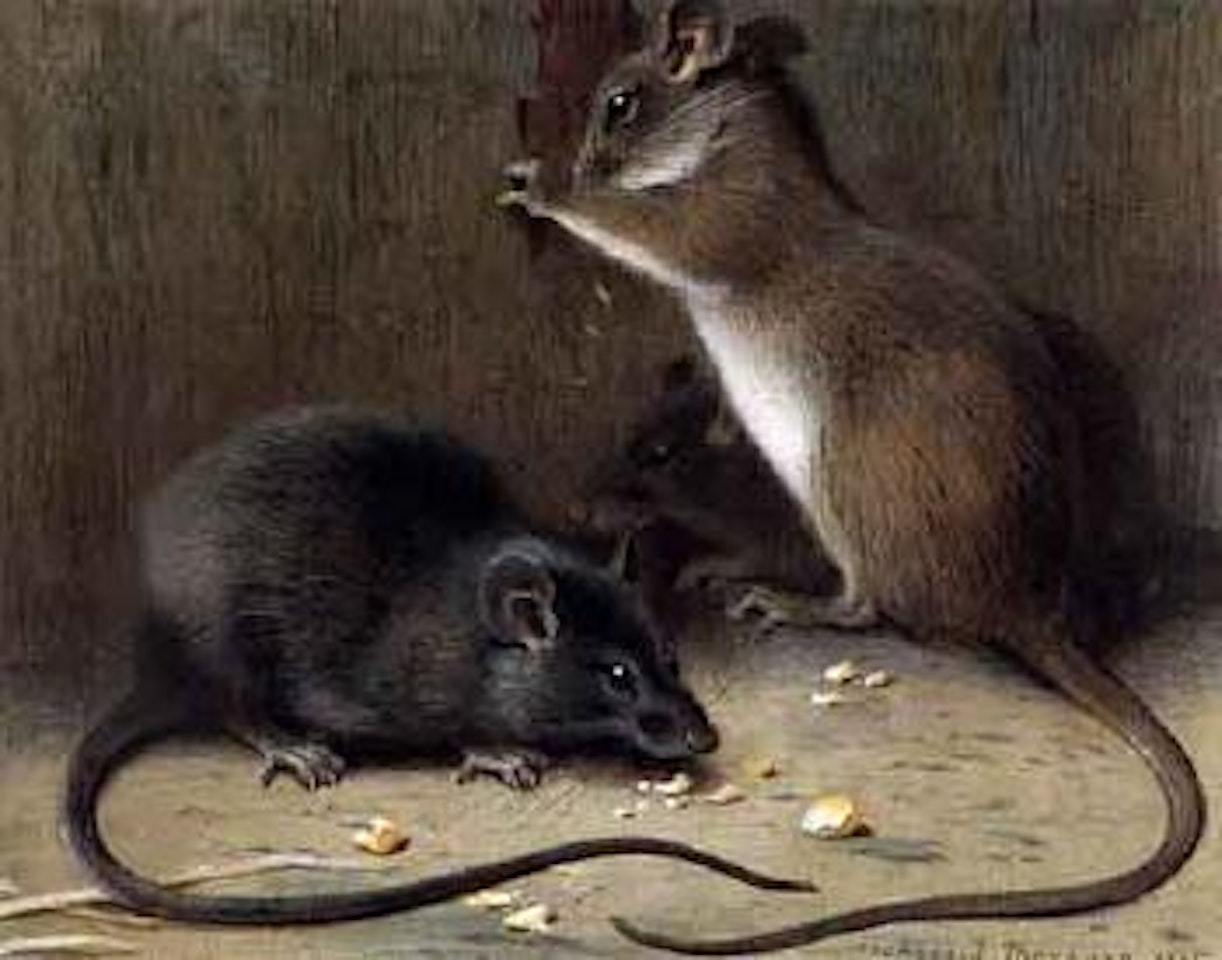 Old English black rat and Alexandrian rat by Archibald Thorburn