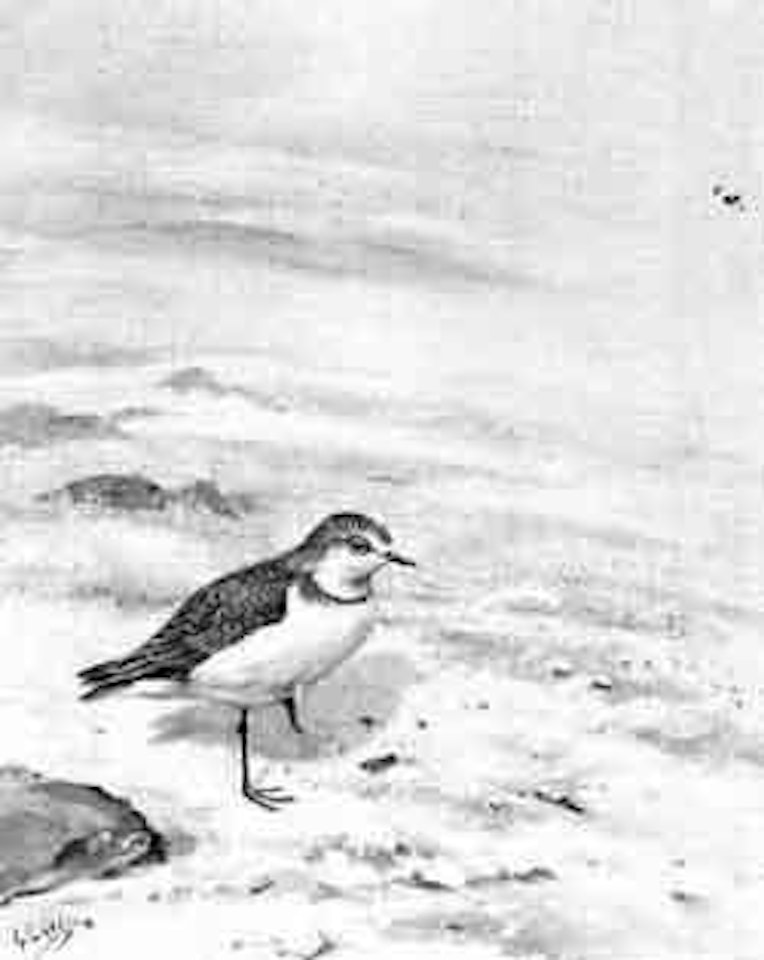 White-fronted sand plover by George Edward Lodge