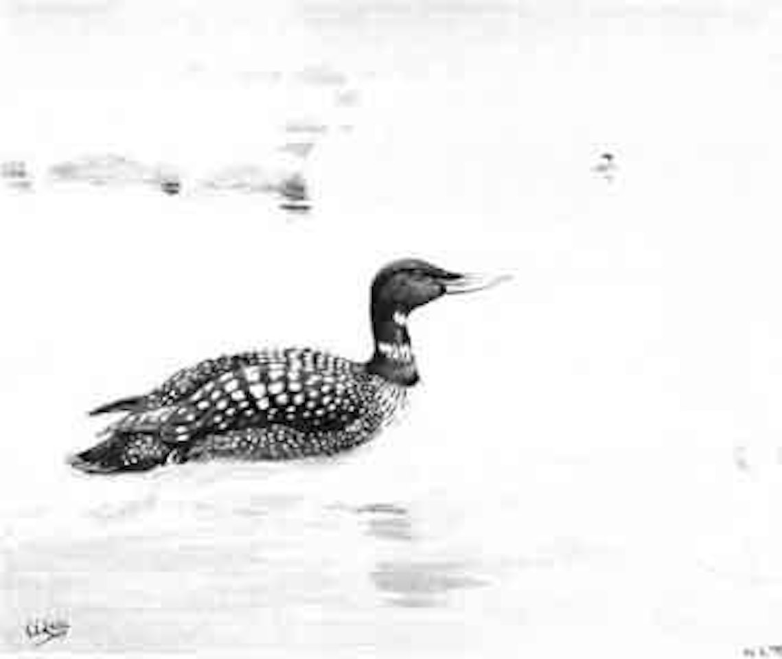 Northern diver, or white-billed diver by George Edward Lodge