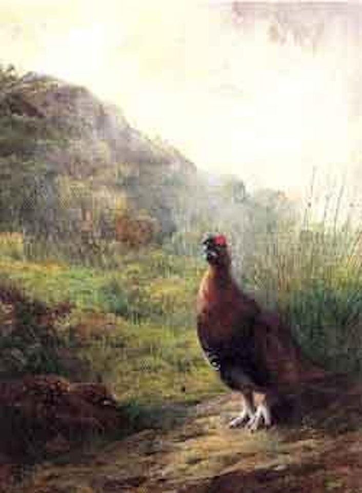 Grouse on the moor by Archibald Thorburn