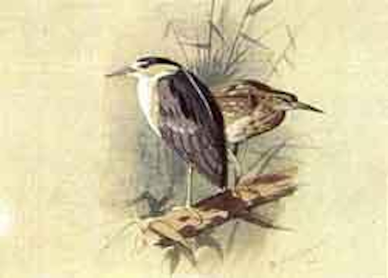 Bittern by Archibald Thorburn