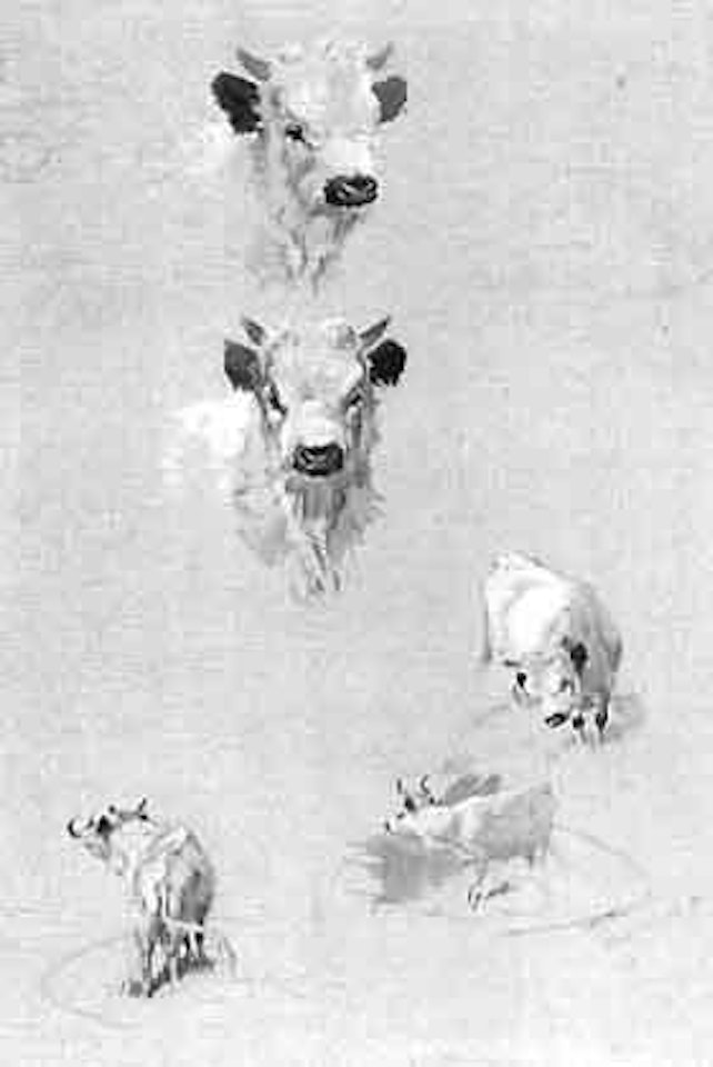 Studies of wild cattle by Archibald Thorburn