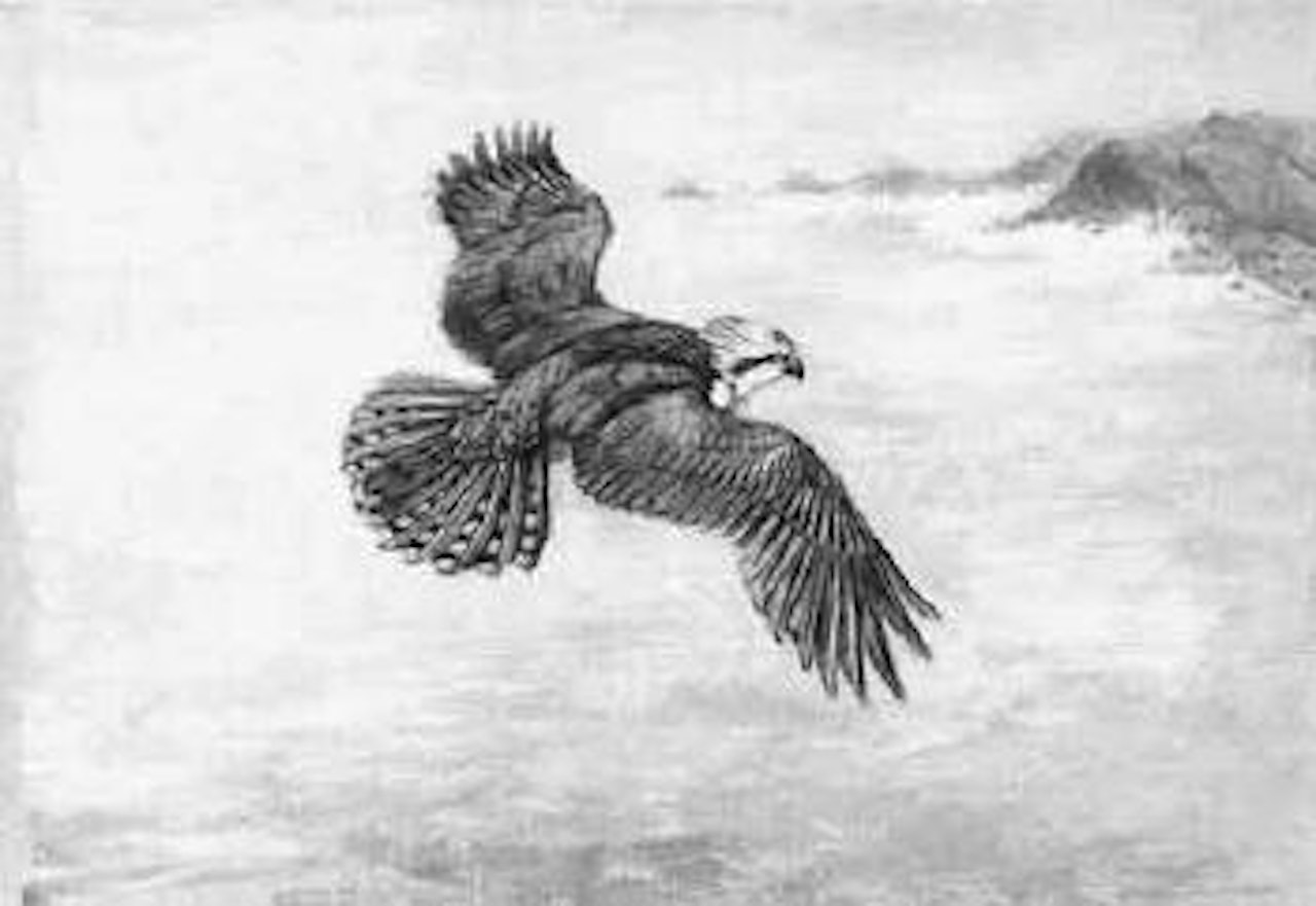 Osprey over the sea by George Edward Lodge