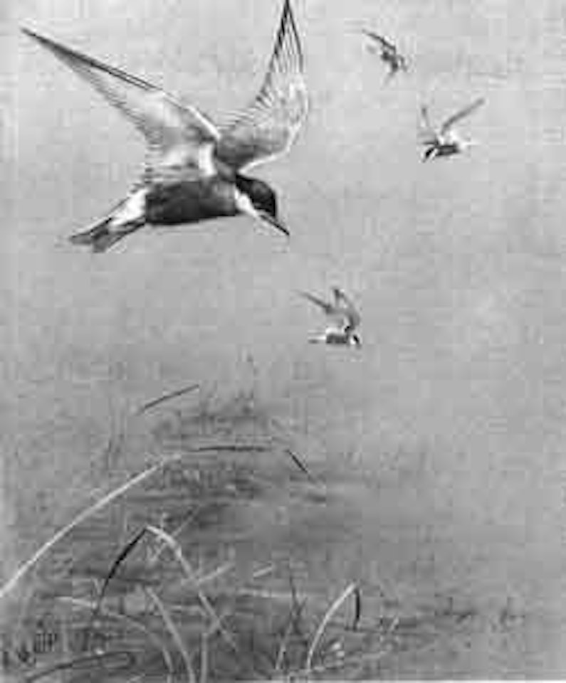Whiskered tern by George Edward Lodge