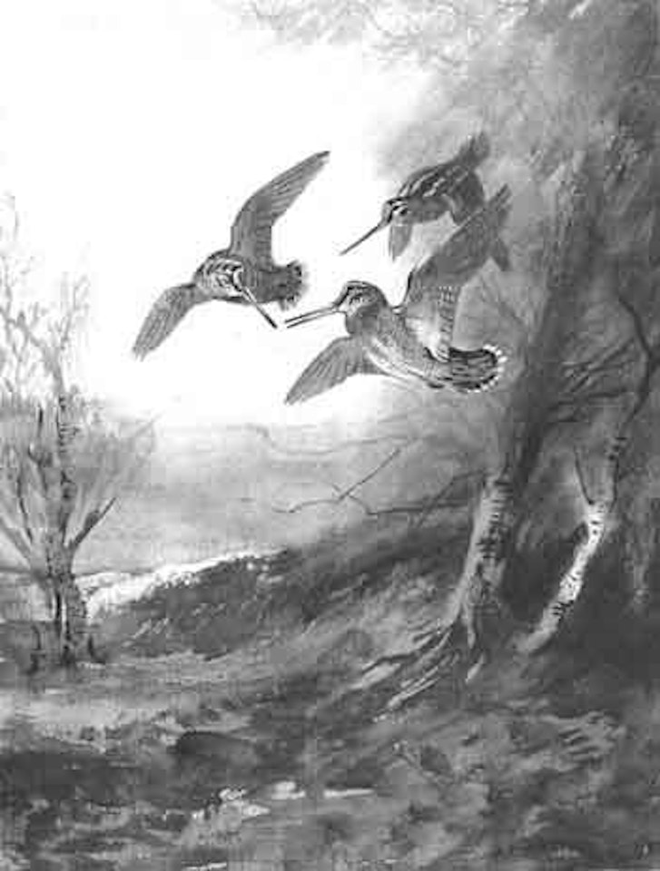 Three woodcock on the wing by Archibald Thorburn