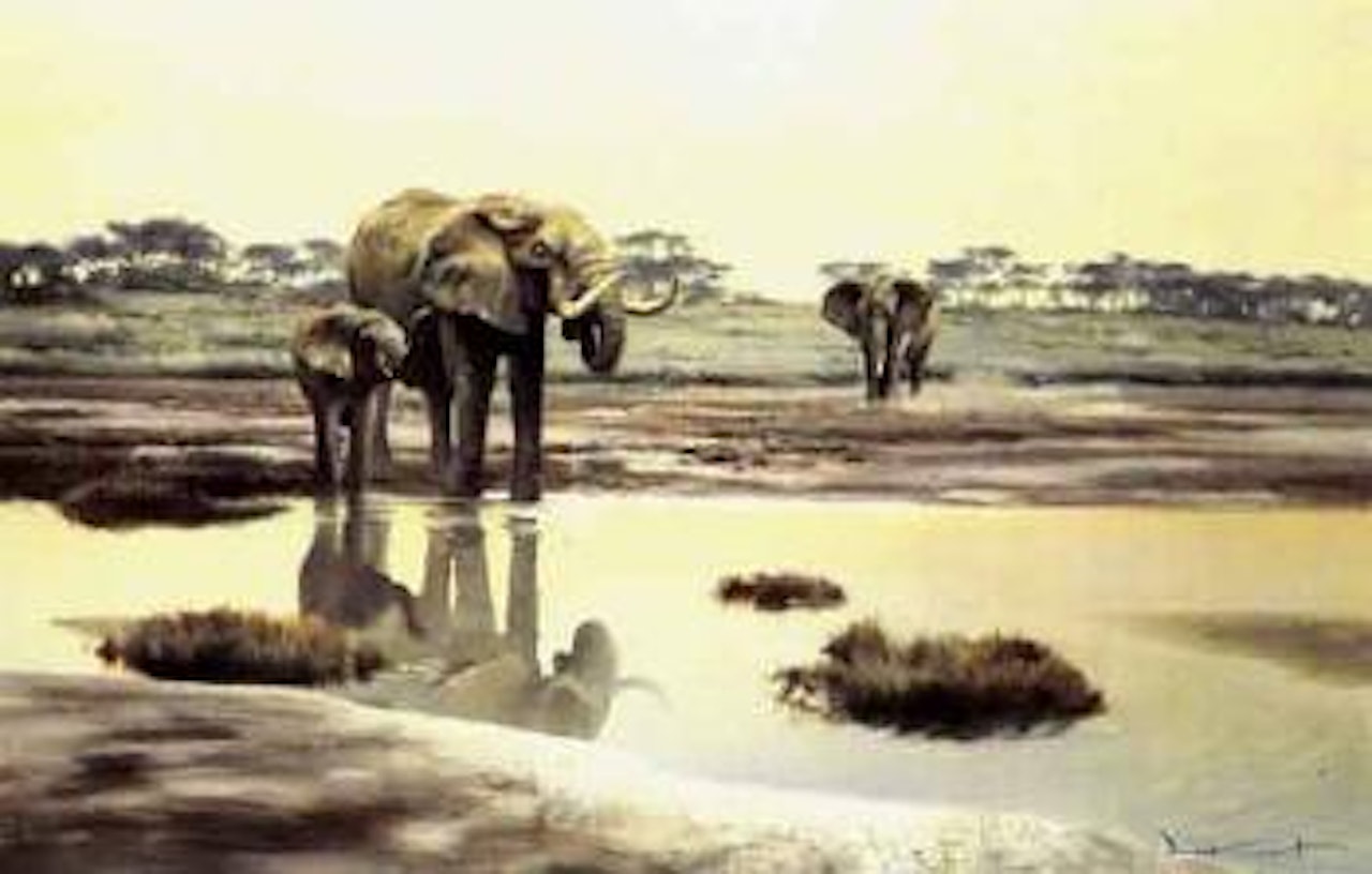 Elephant evening drink by Donald Grant