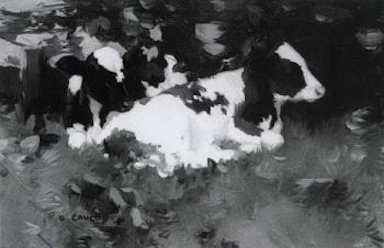 Calves resting by David Gauld
