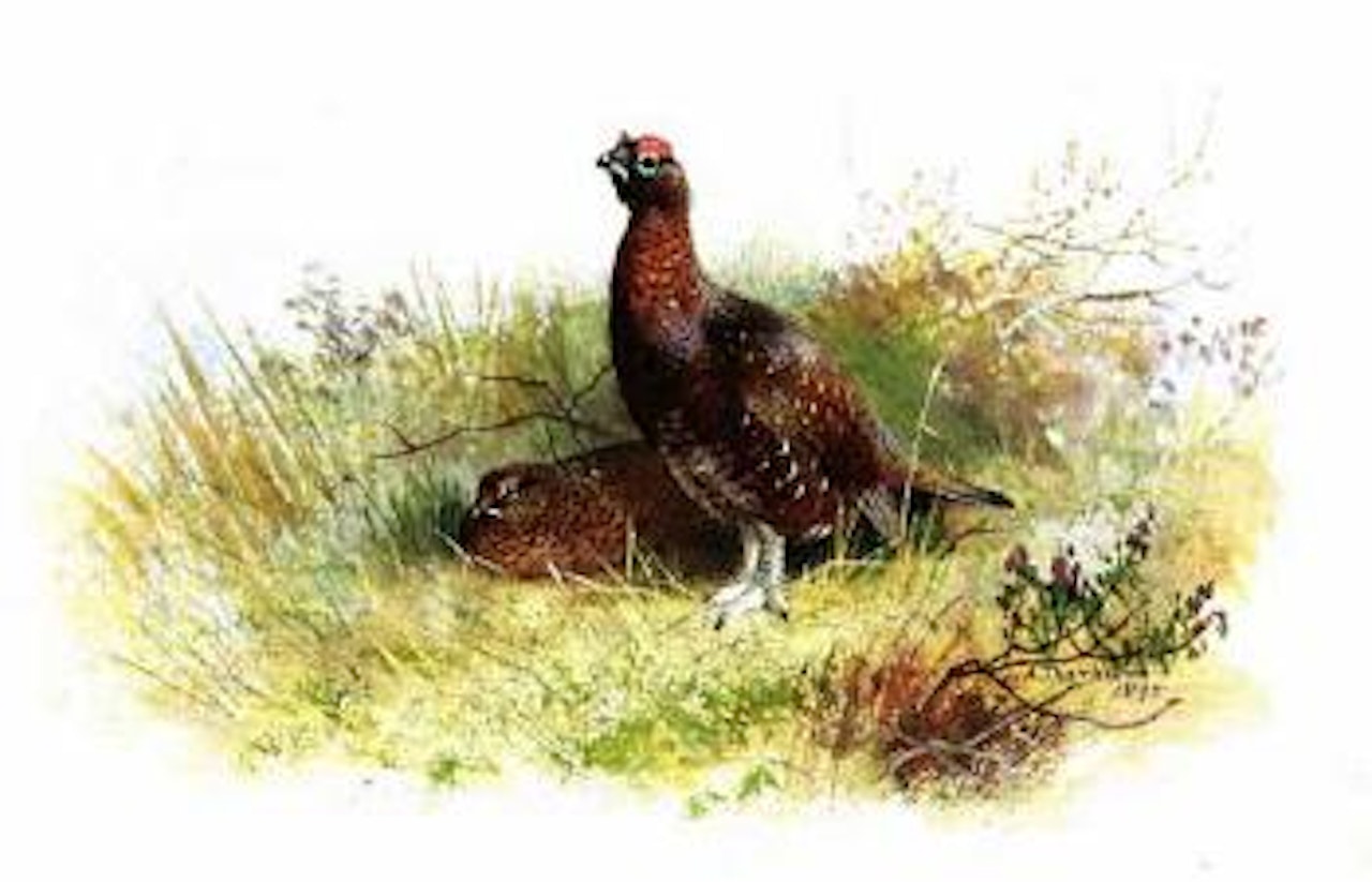 Pair of red grouse by Archibald Thorburn