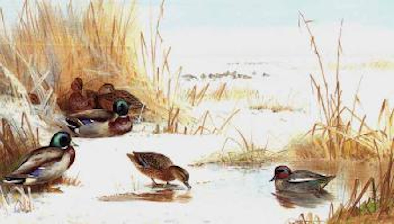 Mallard and teal on frozen lake by Archibald Thorburn