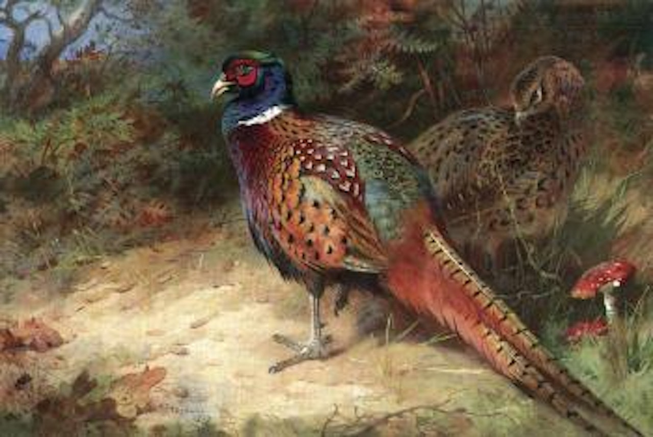 Cock and hen pheasant by Archibald Thorburn