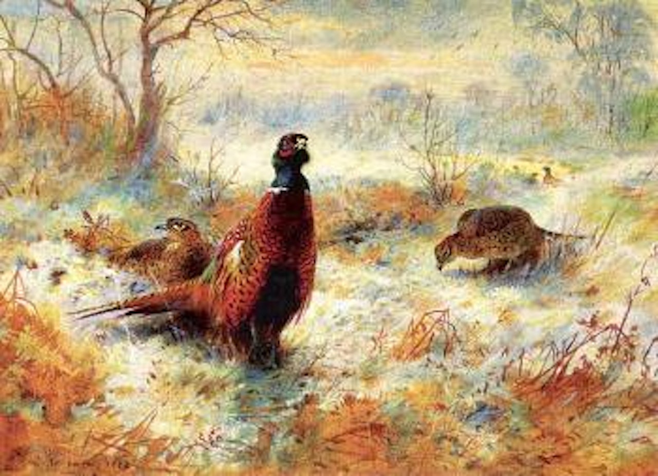 Frost at sunrise. Pheasant amongst bracken by Archibald Thorburn