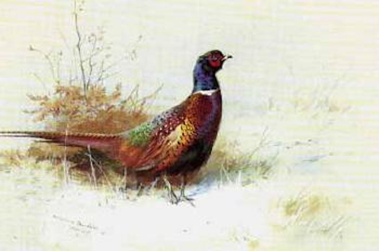 Cock pheasant by Archibald Thorburn