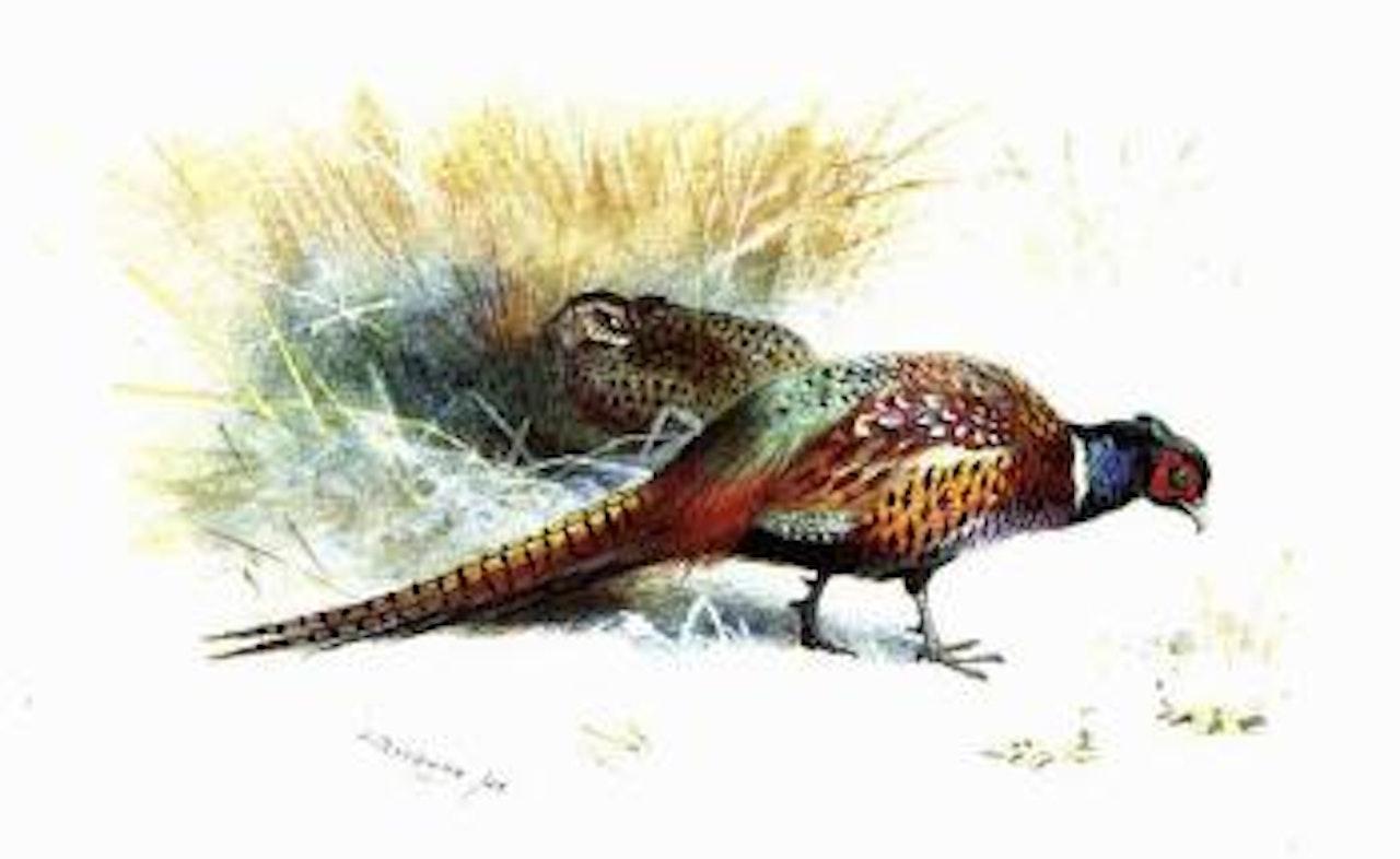 Pair of pheasant by Archibald Thorburn