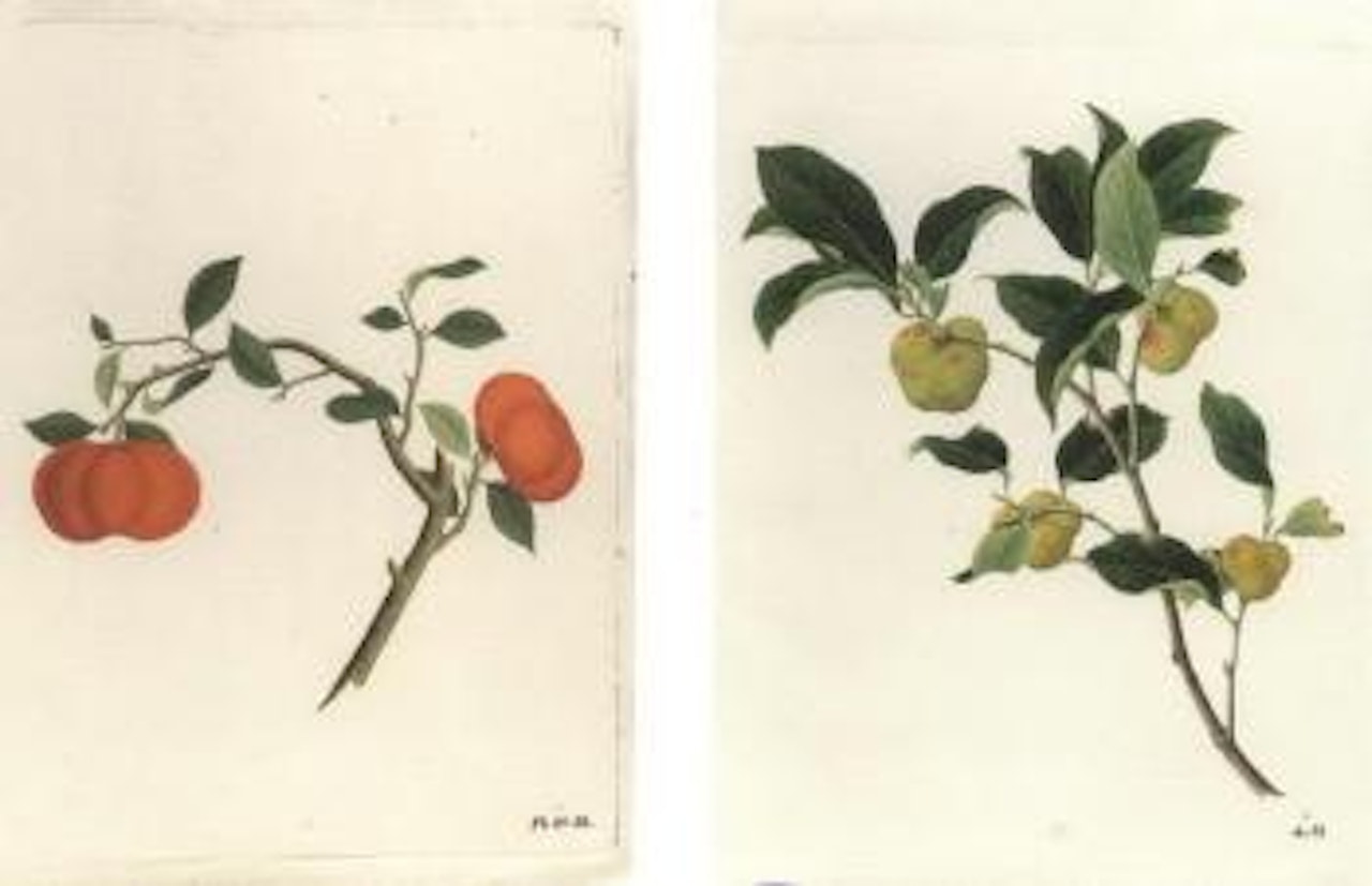 Chinese fruits by Chinese School