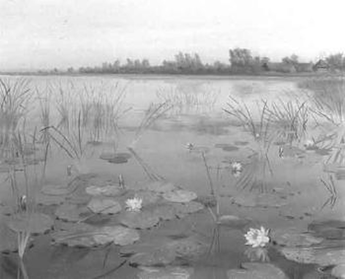Water-lilies in pond by Dirk Smoorenberg
