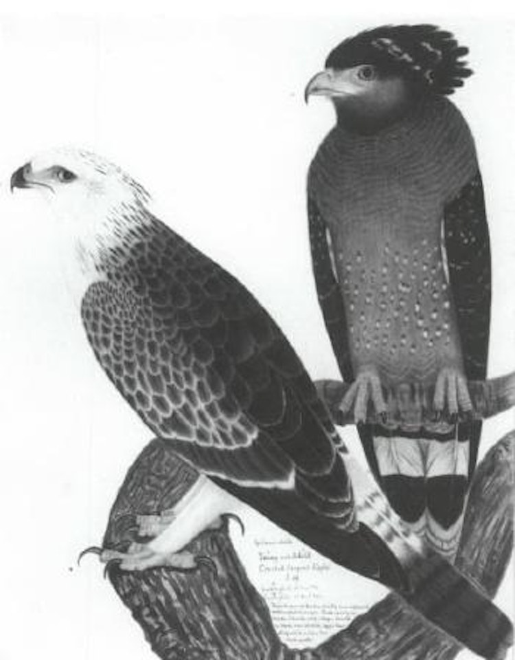 Young and adult crested serpent eagle by Calcutta School