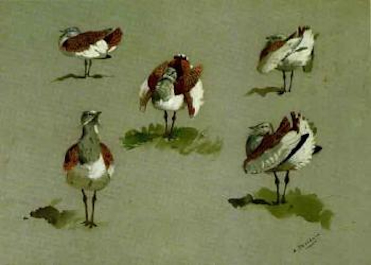 Five vignettes of Great Bustards by Archibald Thorburn
