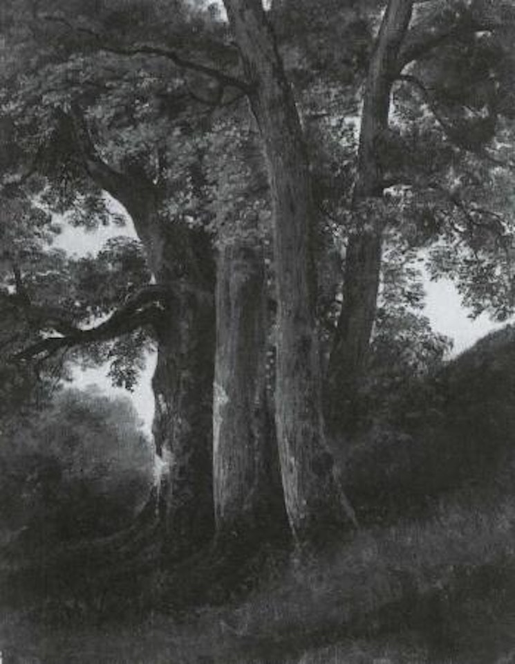 Study of tree by Alexandre Calame