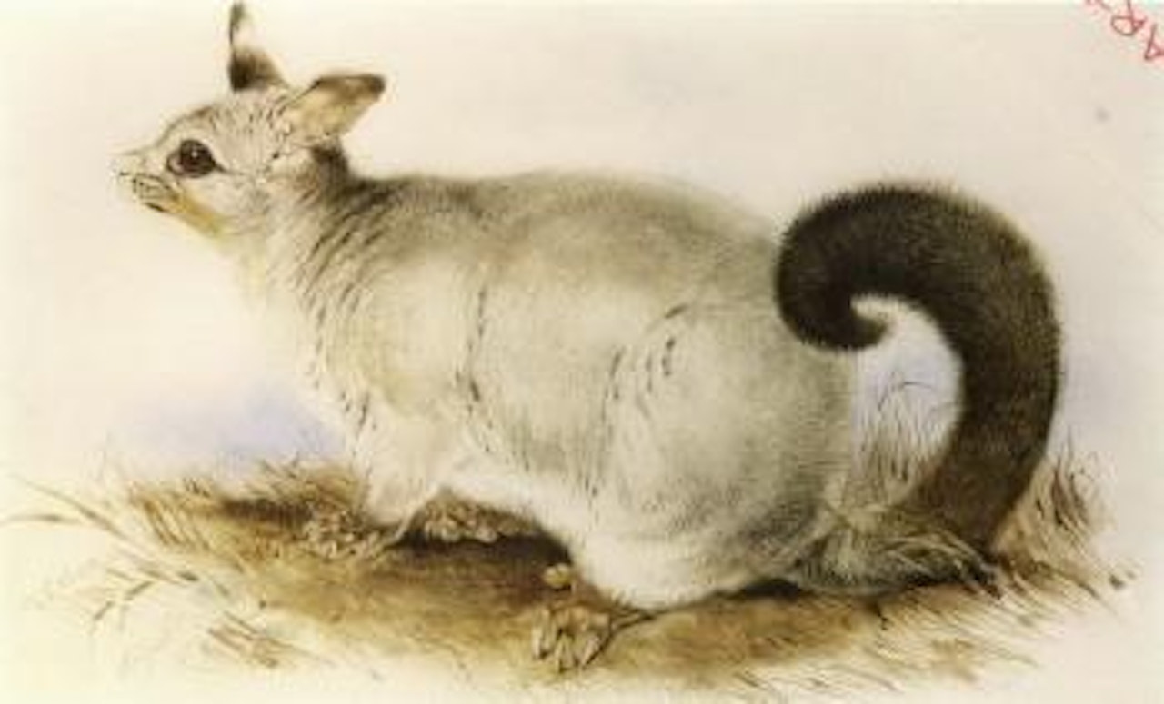 Trichosurus vulpecula - common brushtail possum by Edward Lear