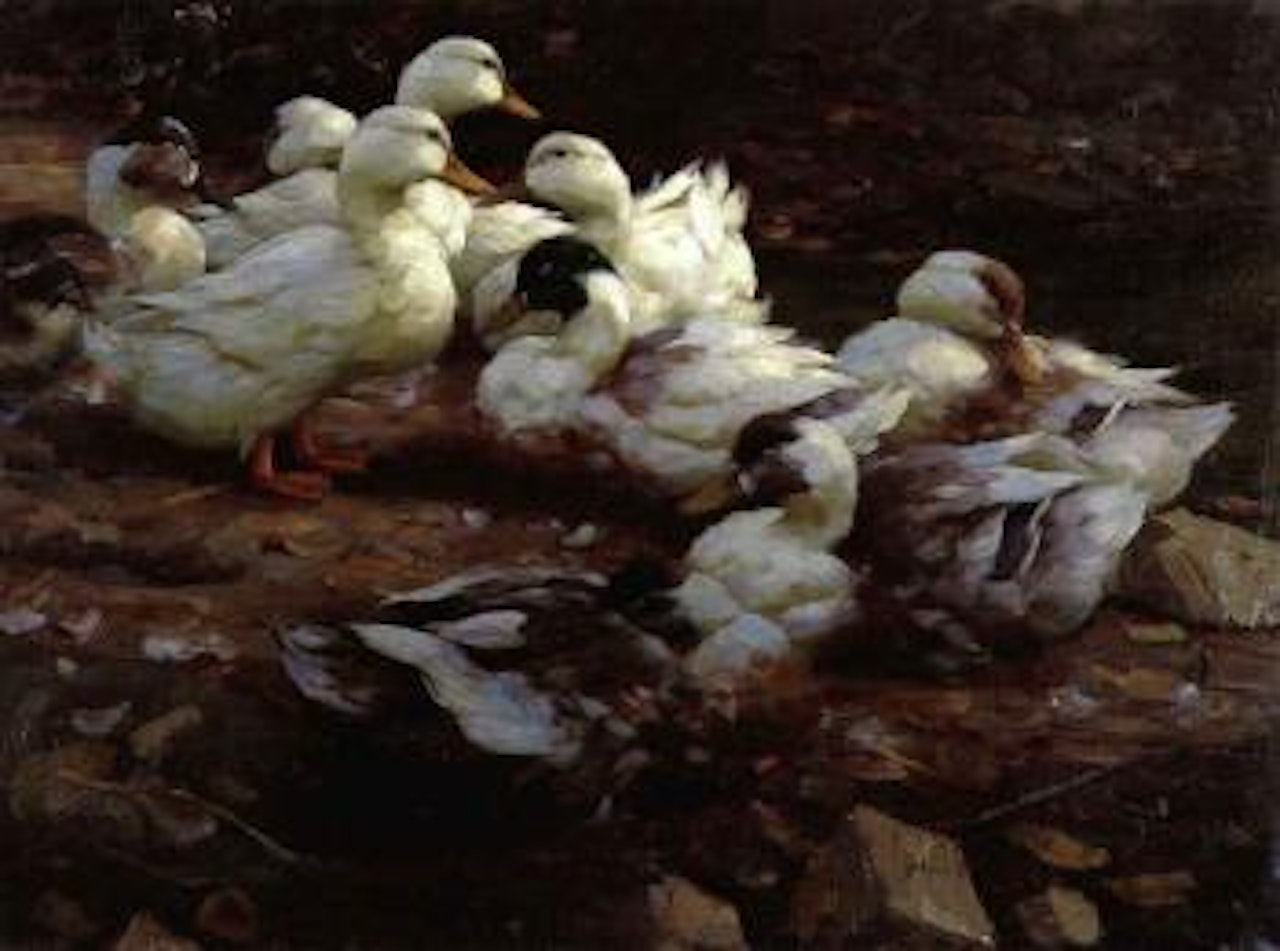 Five coloured ducks, four white ducks resting on stony shore by Alexander Koester