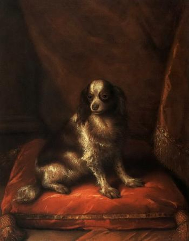 Portrait of toy Spaniel by English School
