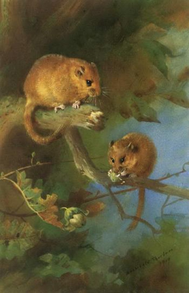 Dormice by Archibald Thorburn