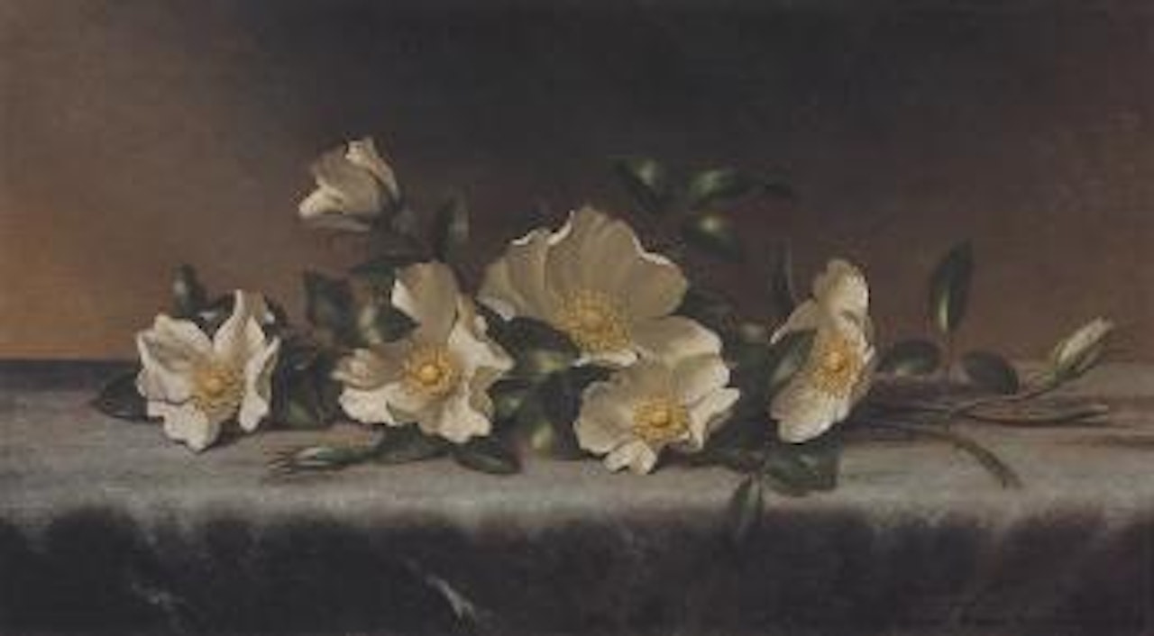 Cherokee roses on a light gray cloth by Martin Johnson Heade
