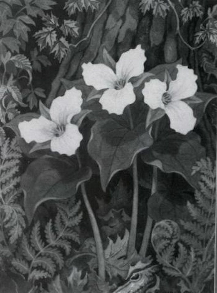 Trilliums by Alfred Joseph Casson