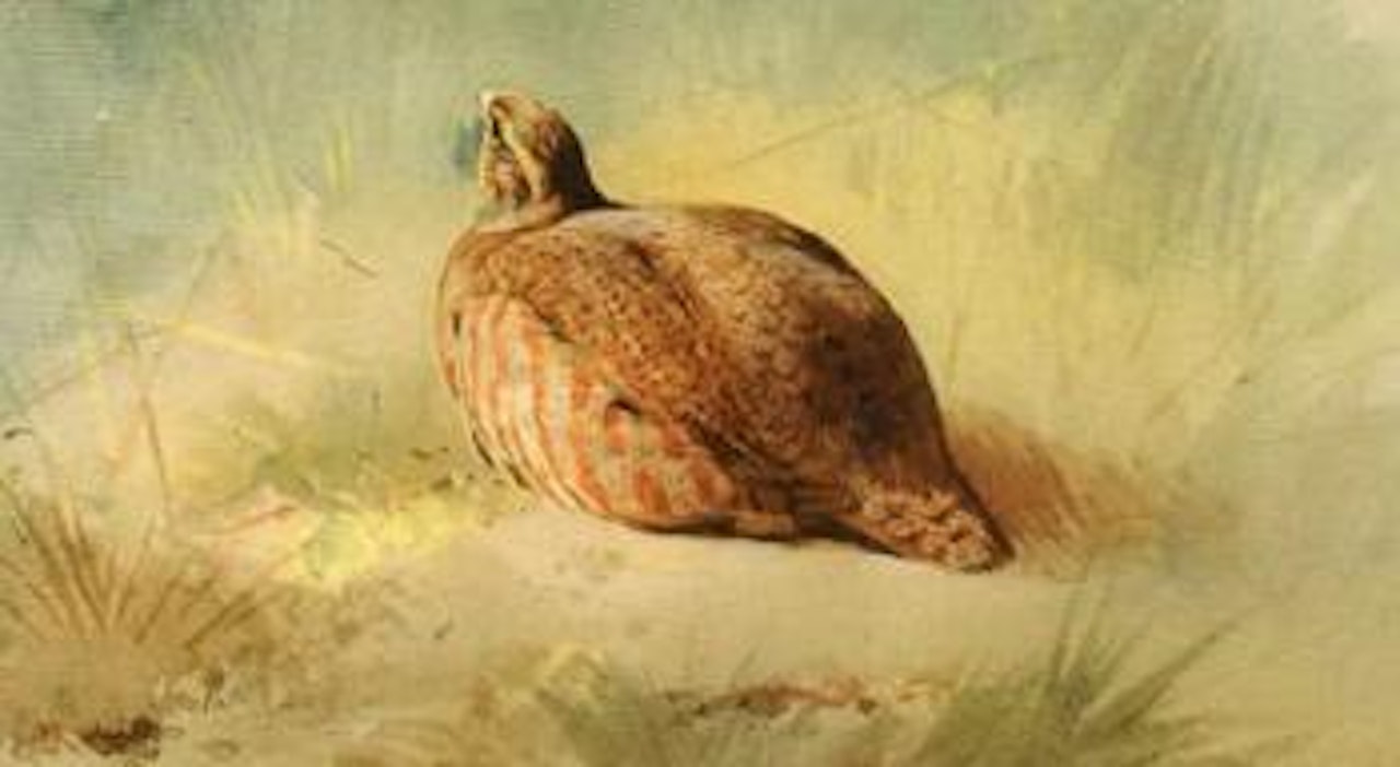 Approach of danger, an English partridge by Archibald Thorburn