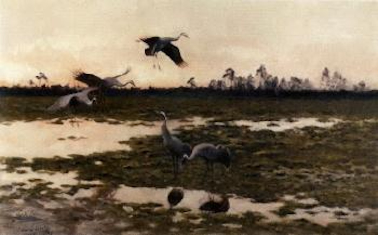 Cranes landing by Bruno Liljefors