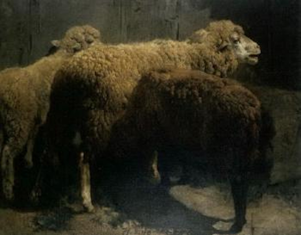 Sheep in barn by Heinrich von Zugel