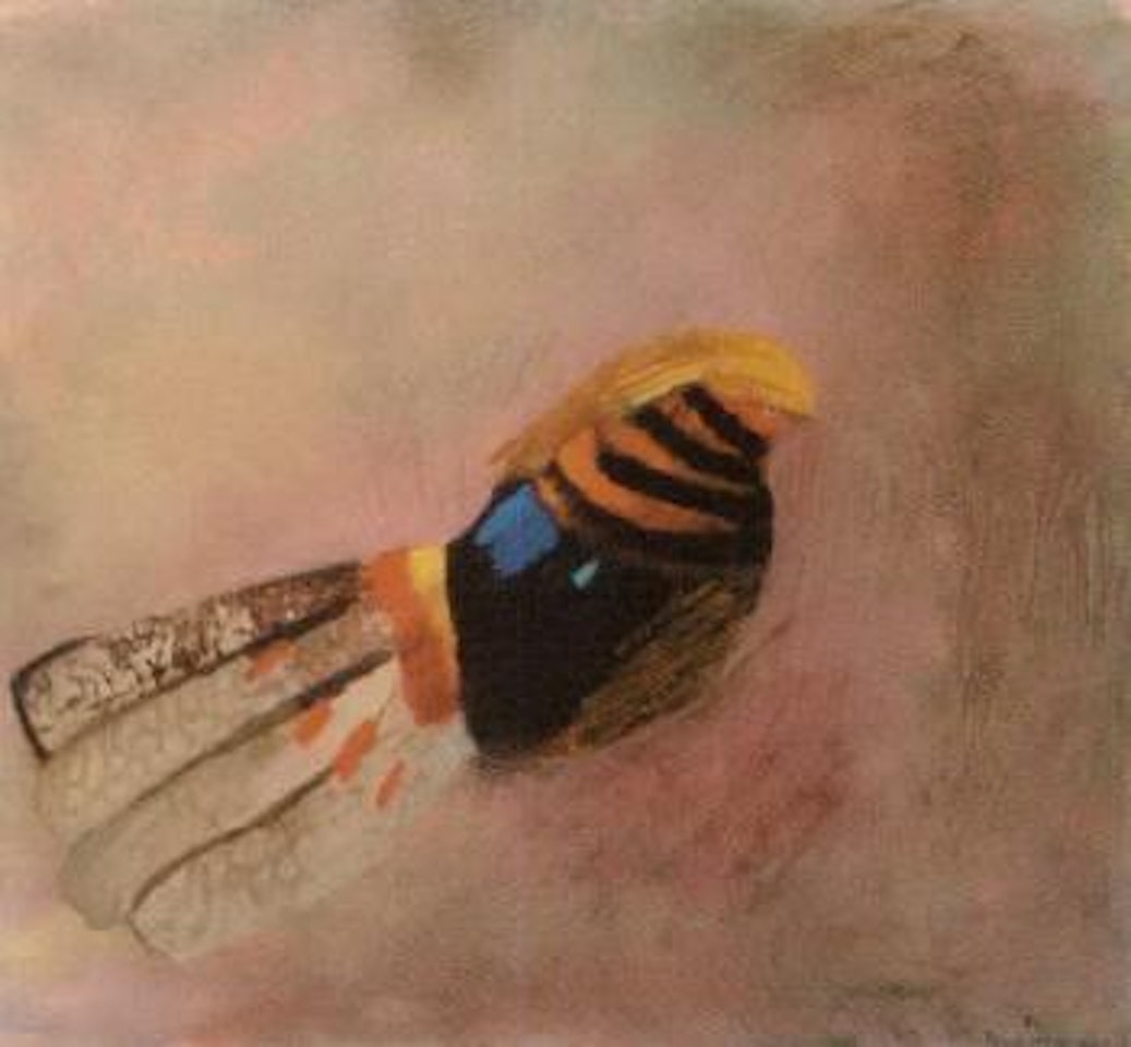 Golden pheasant in a warm patch by Mary Newcomb