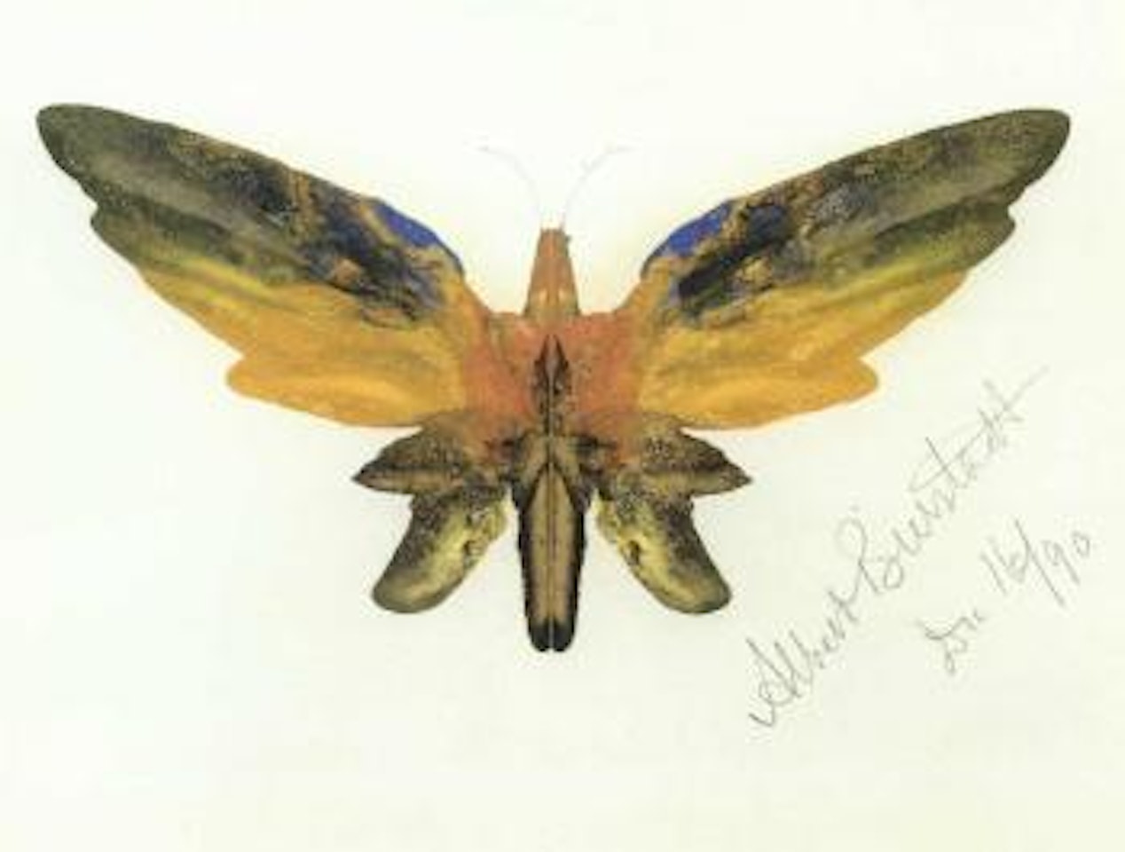 Butterfly by Albert Bierstadt