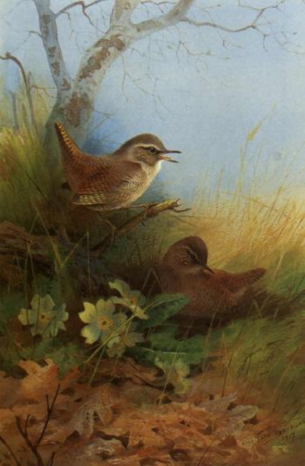 Two wrens amongst primroses by Archibald Thorburn