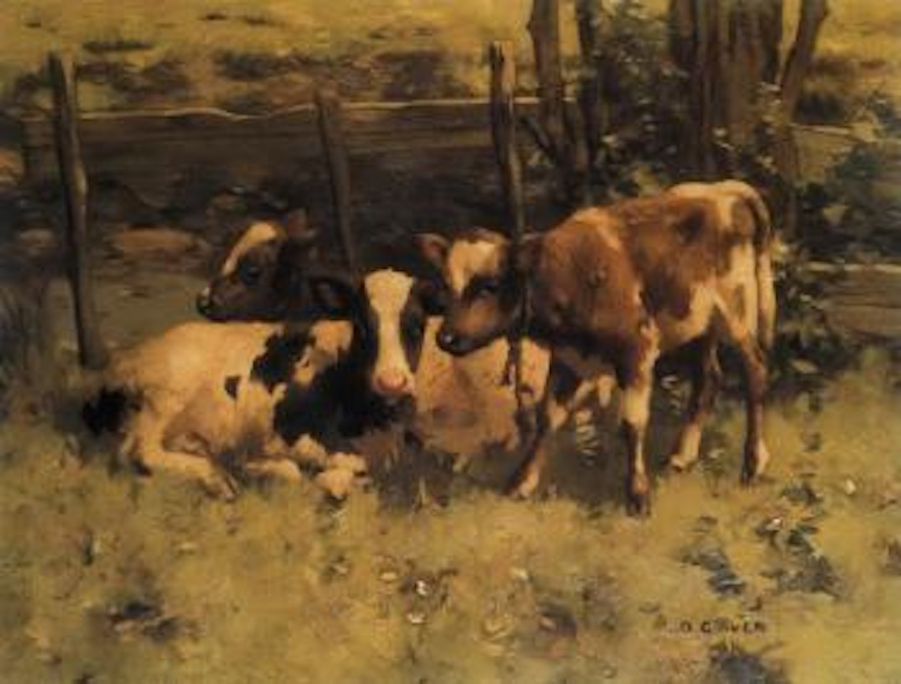Three calves in a paddock by David Gauld