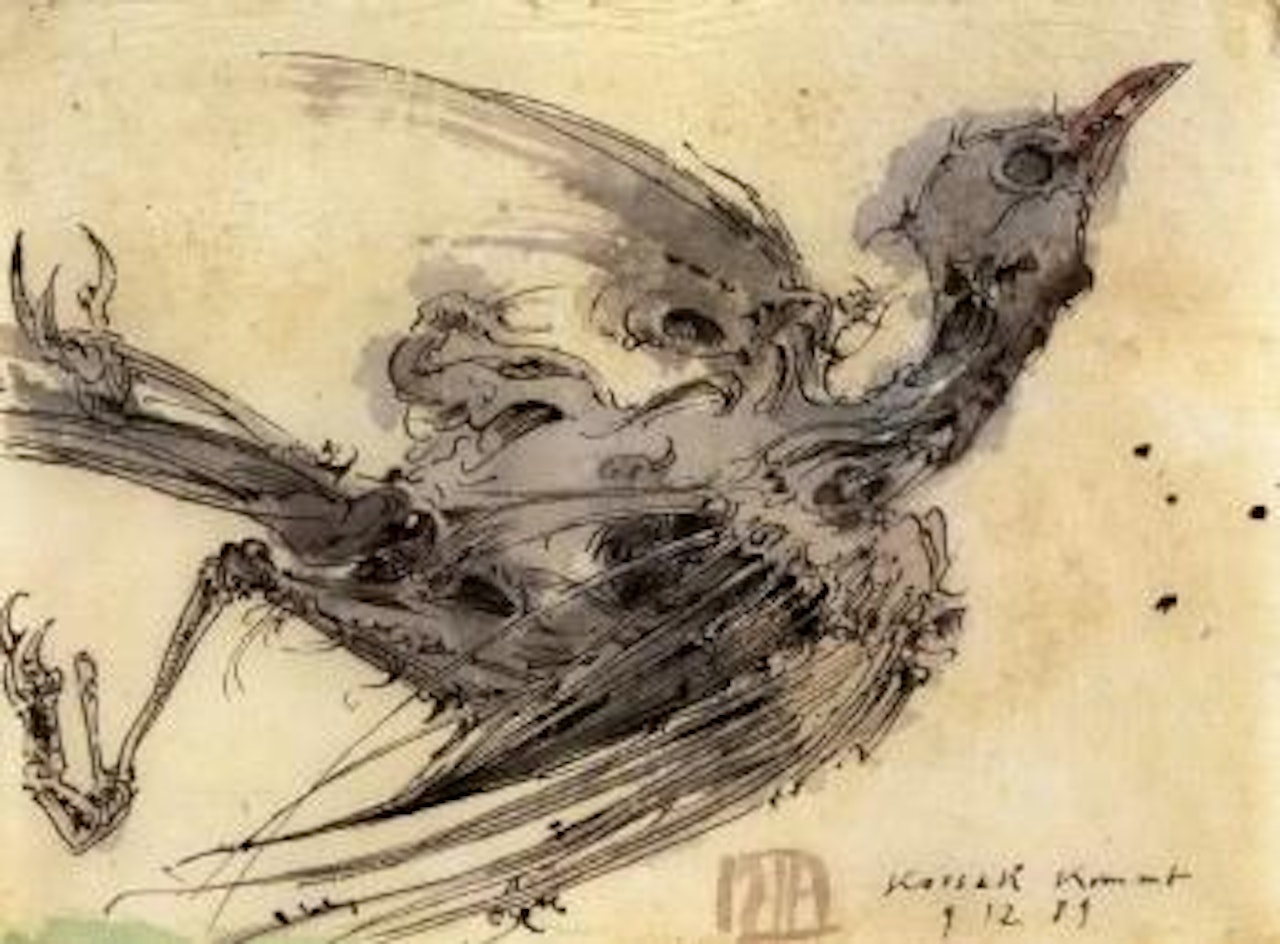 Kossak is coming, nature morte with skeleton of seagull by Horst Janssen