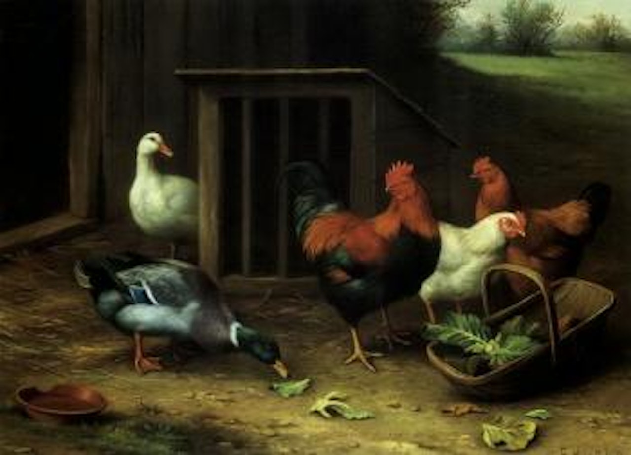 Chickens and ducks. Chickens and pigeon by Edgar Hunt