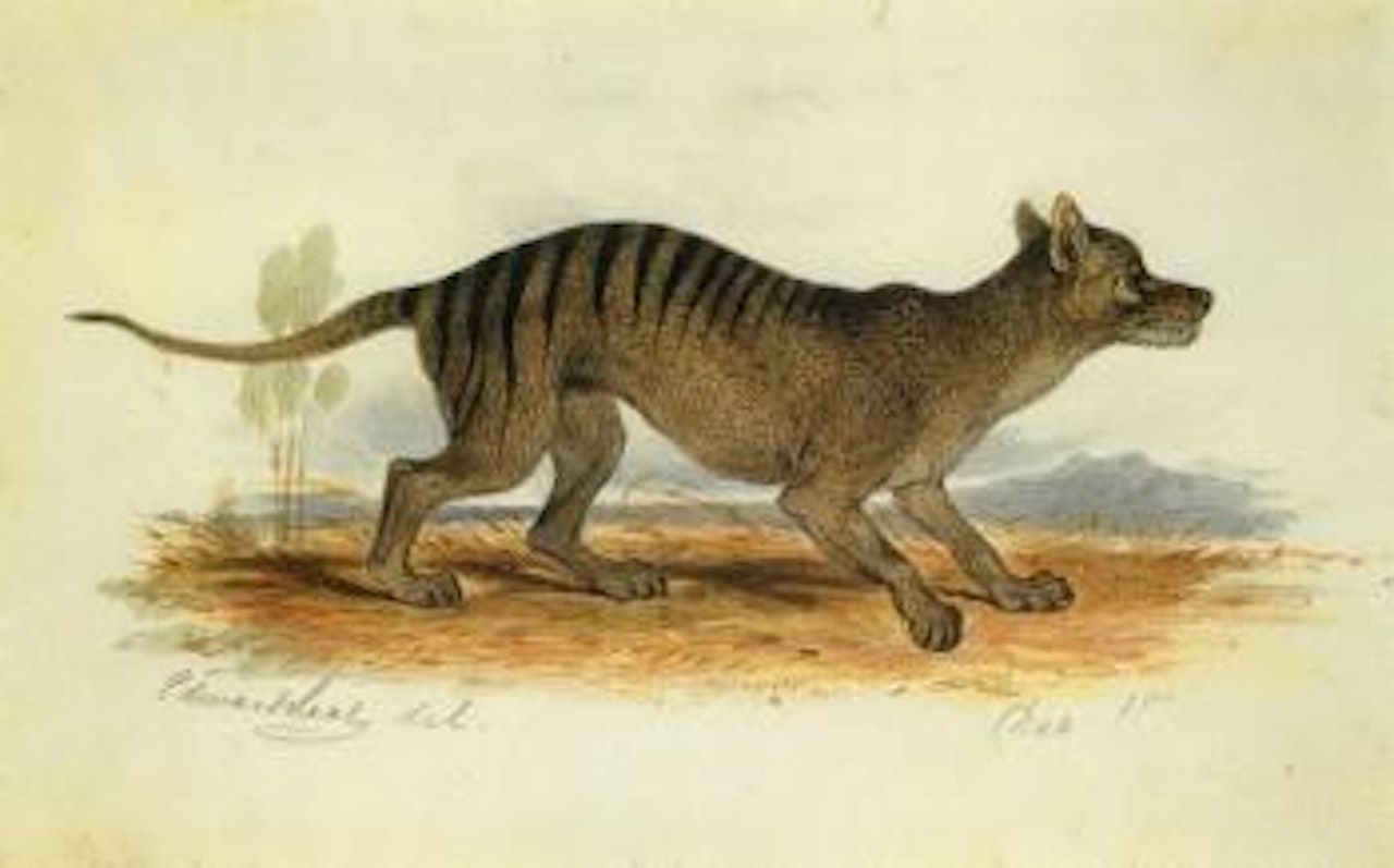 Study of a wild cat by Edward Lear
