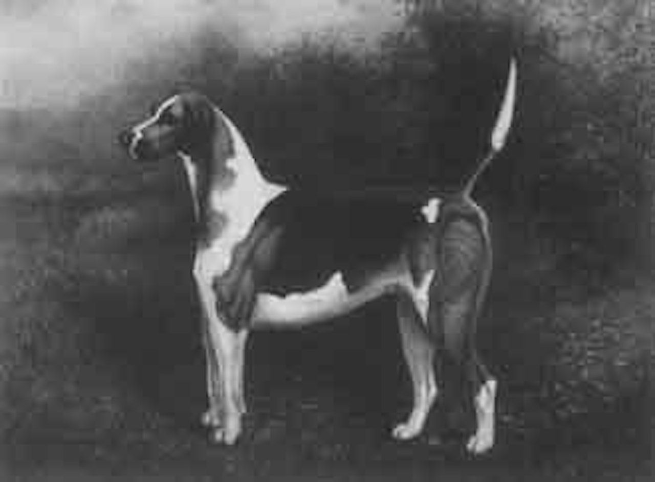 North Staffordshire hound by Herbert H Jones