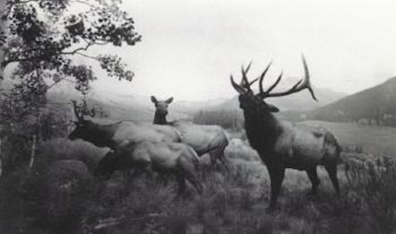 Wapiti by Hiroshi Sugimoto