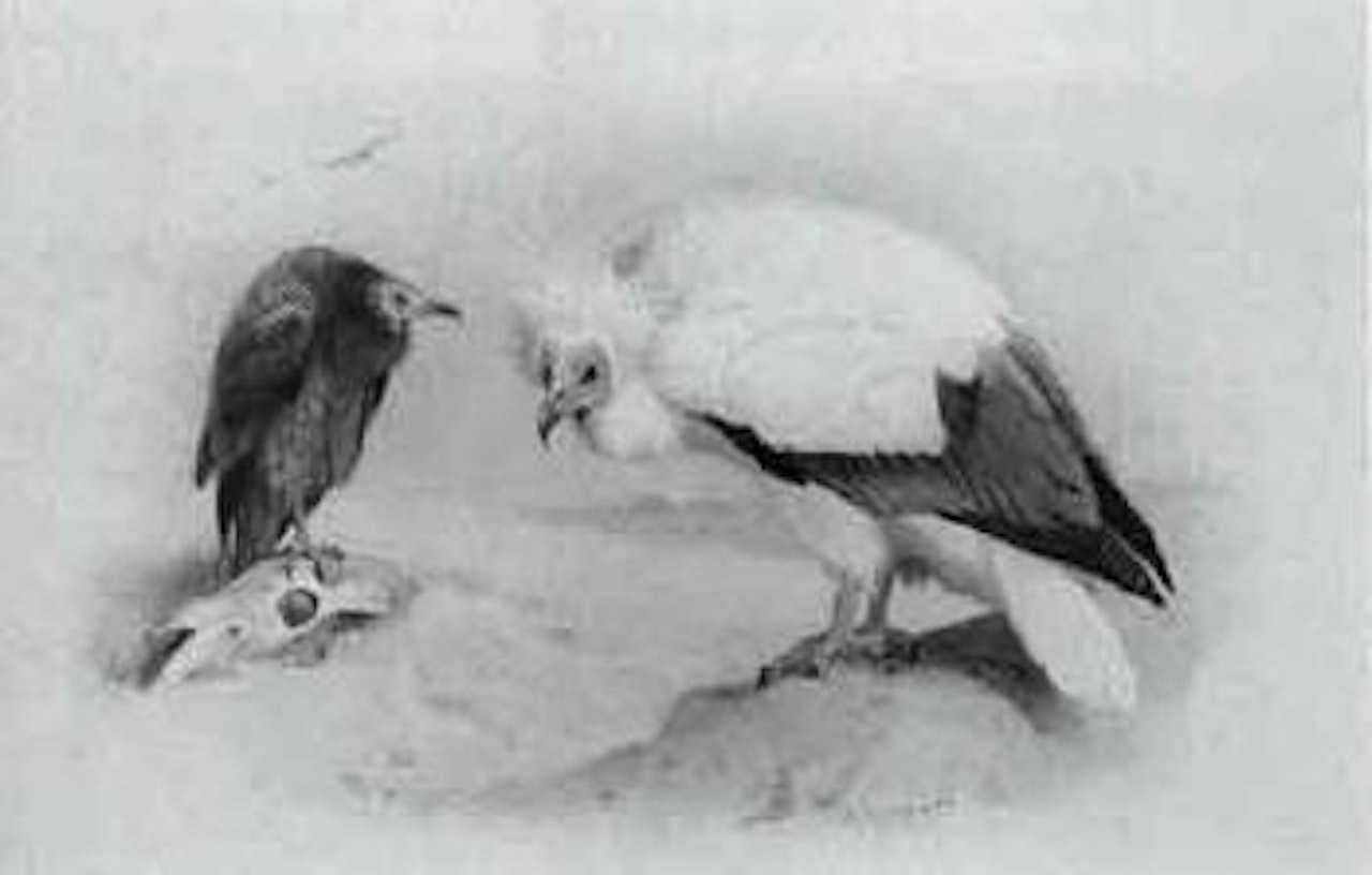 Neophron or Egyptian Vulture by Archibald Thorburn