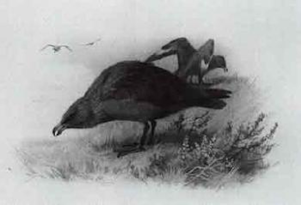 Great Skua by Archibald Thorburn