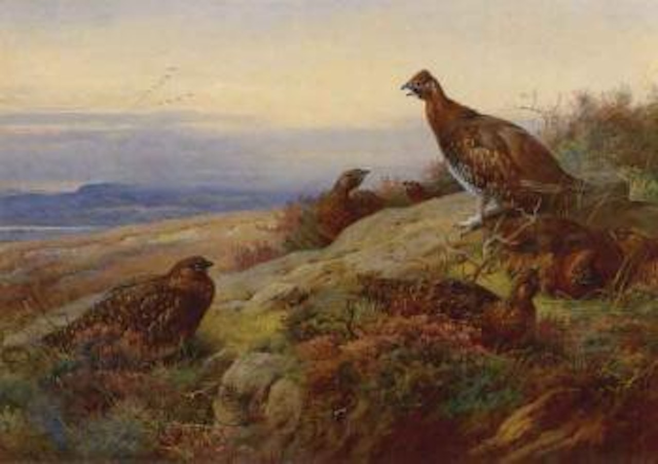 As evening deepens by Archibald Thorburn