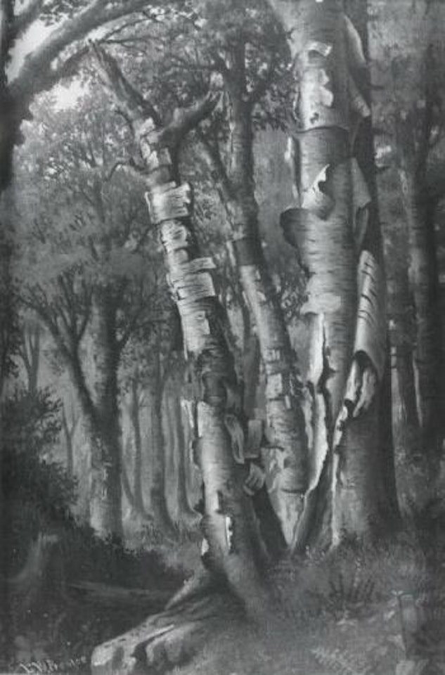 Silver birches by Levi Wells Prentice