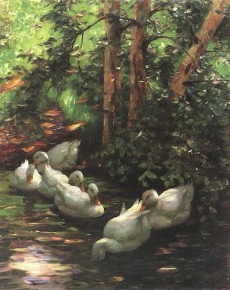 Ducks in the morning sun by Alexander Koester