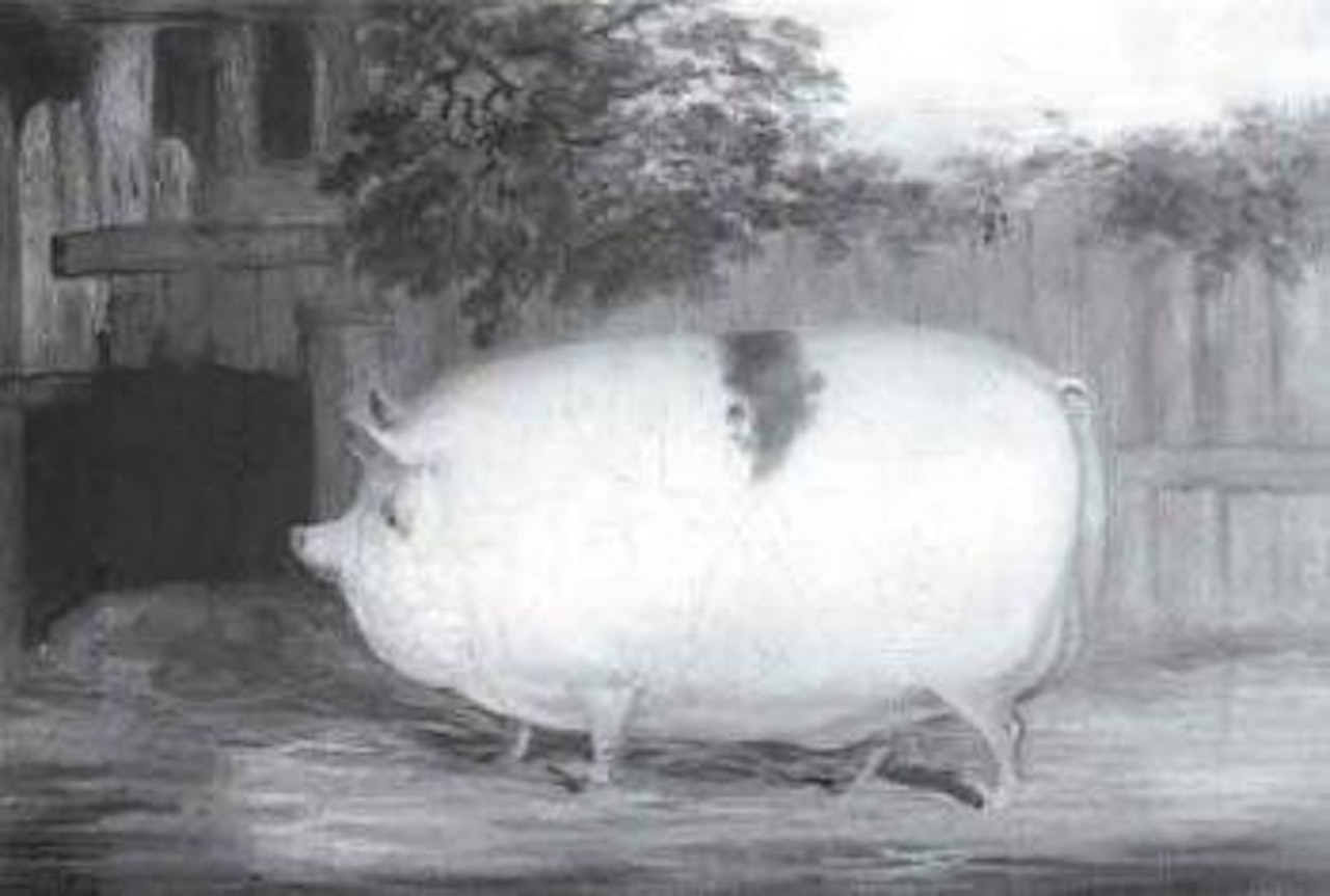 Saddleback pig by English School