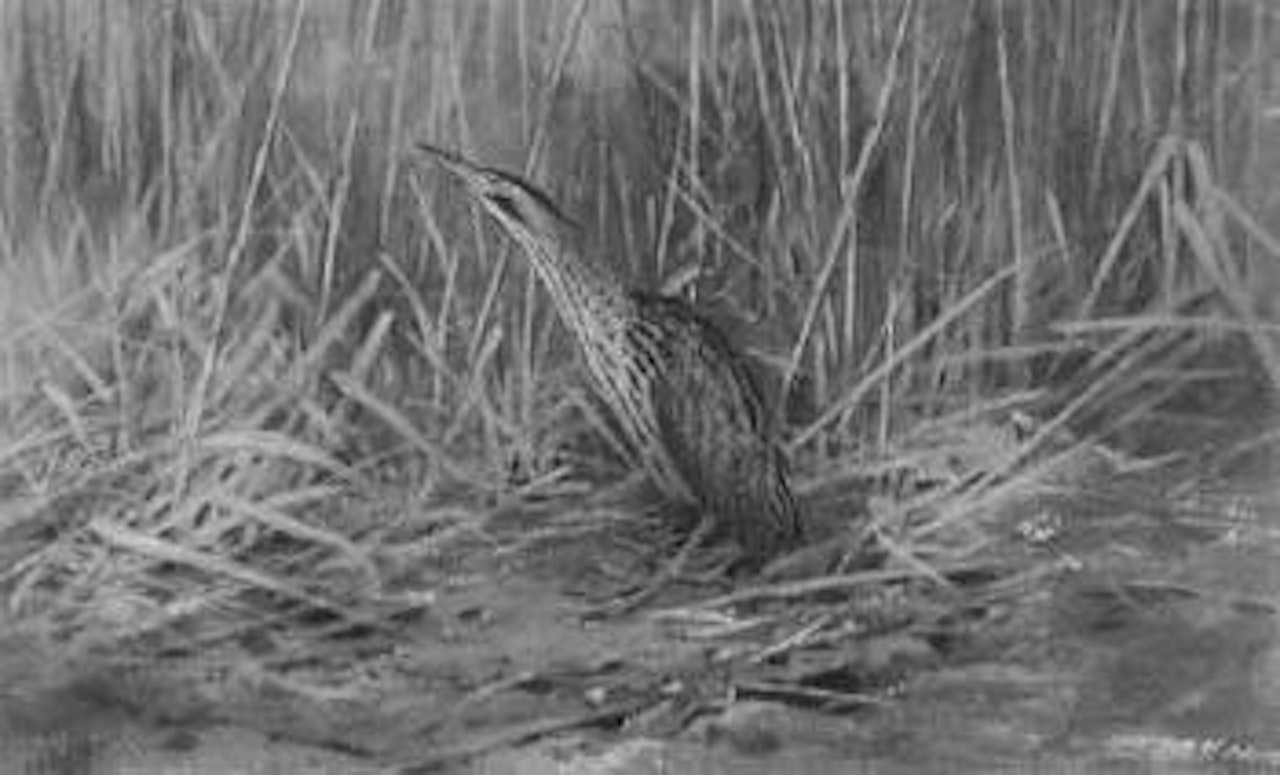 Haunt of the Bittern by George Edward Lodge